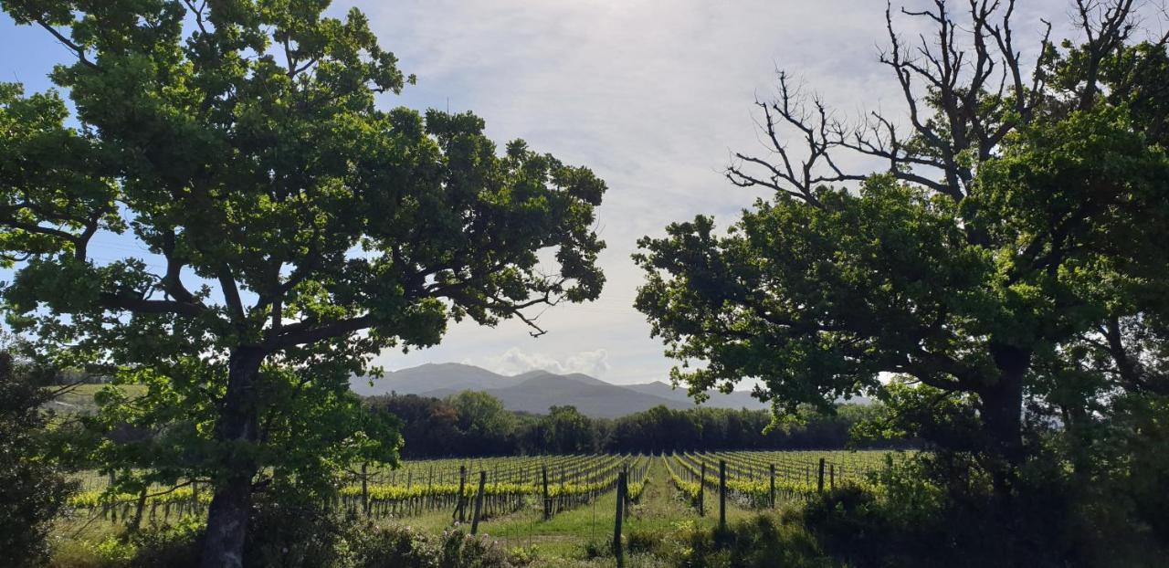 Vila La Ripa Del Drago Bibbona Exteriér fotografie